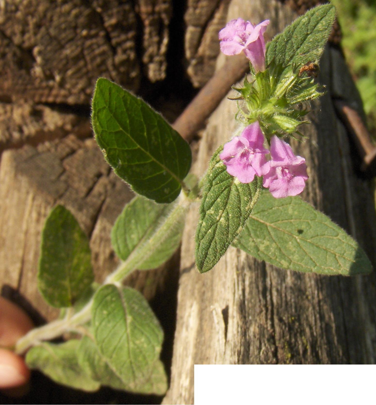 labiata da determinare - Clinopodium cfr.vulgare